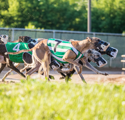 Instant Greyhound Racing